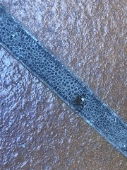 Araneae