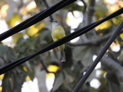 Microeca flavigaster