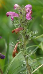 Pedicularis gyroflexa