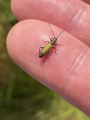 Chrysanthia viridissima
