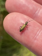 Chrysanthia viridissima