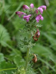 Pedicularis gyroflexa