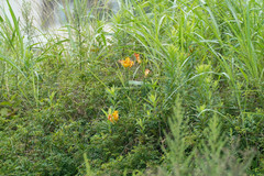 Hemerocallis fulva kwanso
