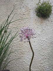 Allium porrum