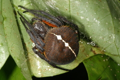 Eriophora fuliginea image