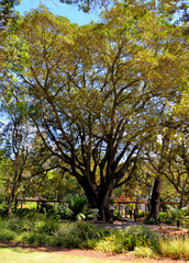 Ficus elastica