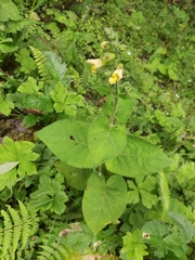 Salvia campanulata