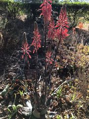 Aloe greatheadii