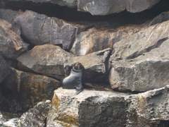 Arctocephalus galapagoensis