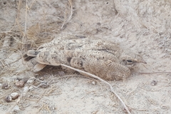 Caprimulgus aegyptius