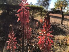 Aloe greatheadii