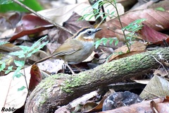 Schoeniparus rufogularis