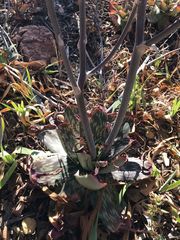 Aloe greatheadii