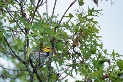 Setophaga chrysoparia