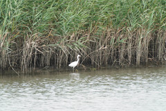 Egretta garzetta