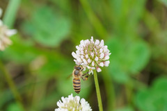 Apis cerana japonica