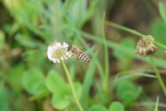 Apis cerana japonica