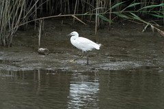 Egretta garzetta