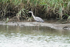 Ardea cinerea
