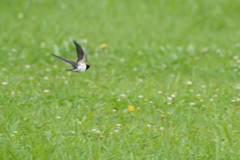 Hirundo rustica