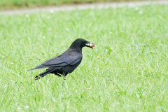 Corvus corone