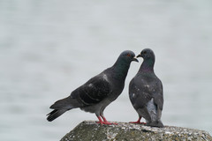 Columba livia domestica