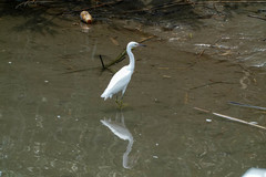 Egretta garzetta