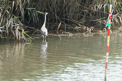 Ardea cinerea