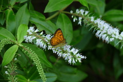 Lycaena edna