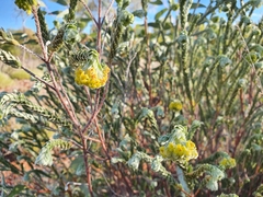Pimelea ammocharis
