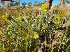 Pimelea ammocharis