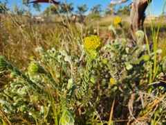 Pimelea ammocharis