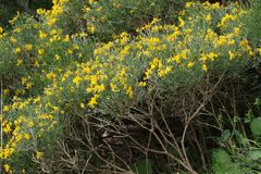 Genista radiata