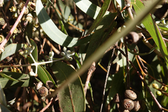 Eucalyptus cephalocarpa