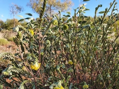 Pimelea ammocharis
