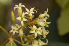 Pittosporum ferrugineum