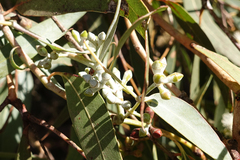 Eucalyptus cephalocarpa