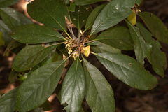 Pittosporum ferrugineum