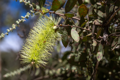 Melaleuca nervosa