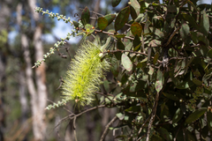 Melaleuca nervosa