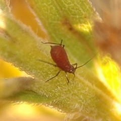 Uroleucon nigrotuberculatum