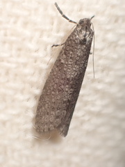Lepidoscia euryptera