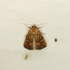 Perigea xanthioides