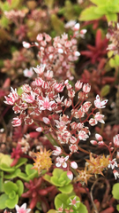 Sedum album