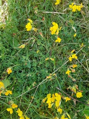 Lotus corniculatus