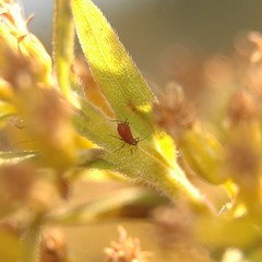 Uroleucon nigrotuberculatum