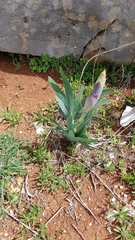 Oncocyclus