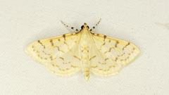 Polygrammodes flavidalis