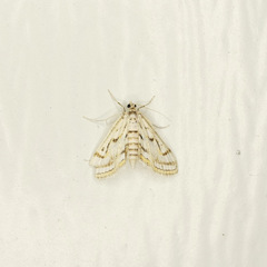 Parapoynx badiusalis