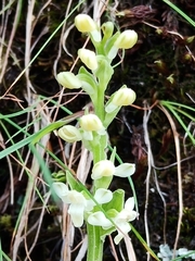 Platanthera brevicalcarata